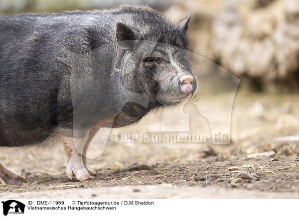 Vietnamesisches Hngebauchschwein / Vietnamese pot-bellied pig / DMS-11969