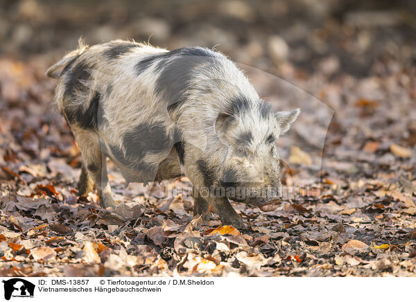Vietnamesisches Hngebauchschwein / Vietnamese pot-bellied pig / DMS-13857