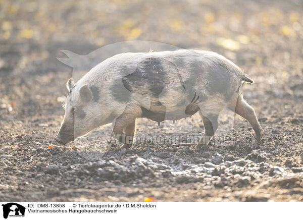 Vietnamesisches Hngebauchschwein / Vietnamese pot-bellied pig / DMS-13858