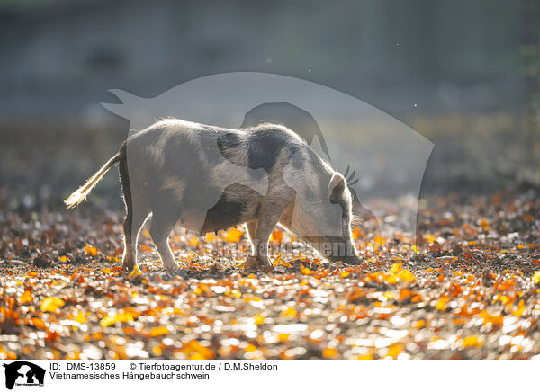 Vietnamesisches Hngebauchschwein / Vietnamese pot-bellied pig / DMS-13859