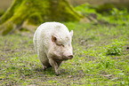 Vietnamesisches Hngebauchschwein