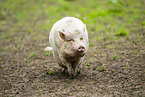 Vietnamesisches Hngebauchschwein