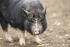 Vietnamesisches Hngebauchschwein