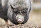 Vietnamesisches Hngebauchschwein