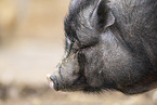 Vietnamesisches Hngebauchschwein
