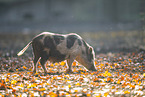 Vietnamesisches Hngebauchschwein