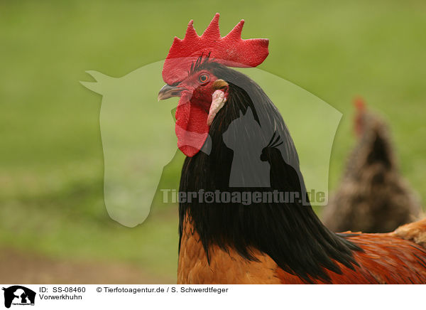 Vorwerkhuhn / chicken / SS-08460