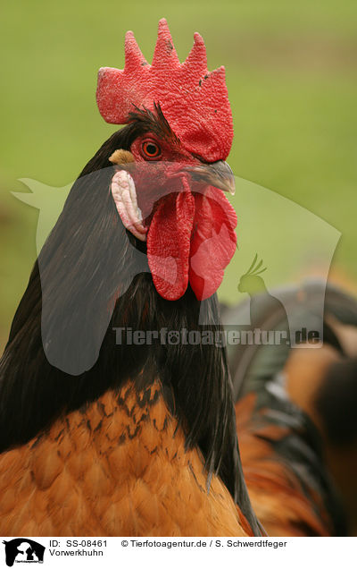 Vorwerkhuhn / chicken / SS-08461