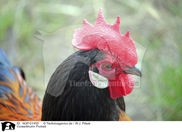 Vorwerkhuhn Portrait / Vorwerk Chicken portrait / WJP-01455