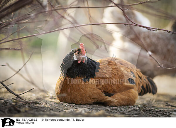 Vorwerkhuhn / Vorwerk Chicken / TBA-02662