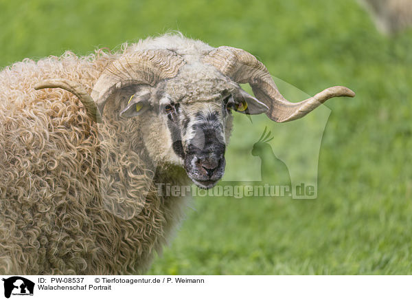 Walachenschaf Portrait / Wallachian sheep portrait / PW-08537