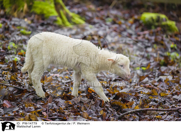 Waldschaf Lamm / forest sheep lamb / PW-14779