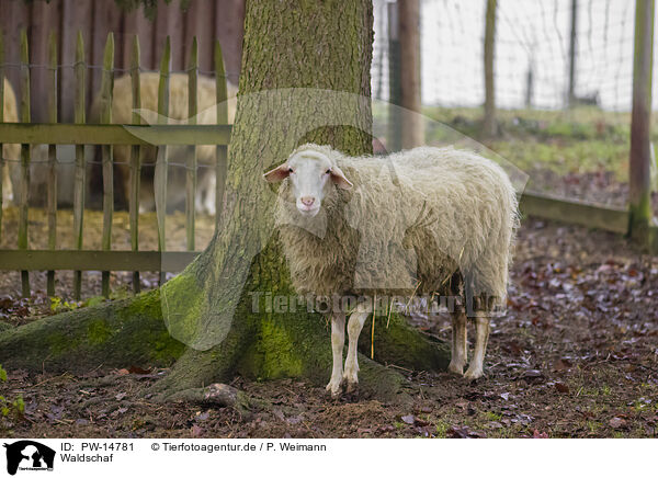 Waldschaf / forest sheep / PW-14781