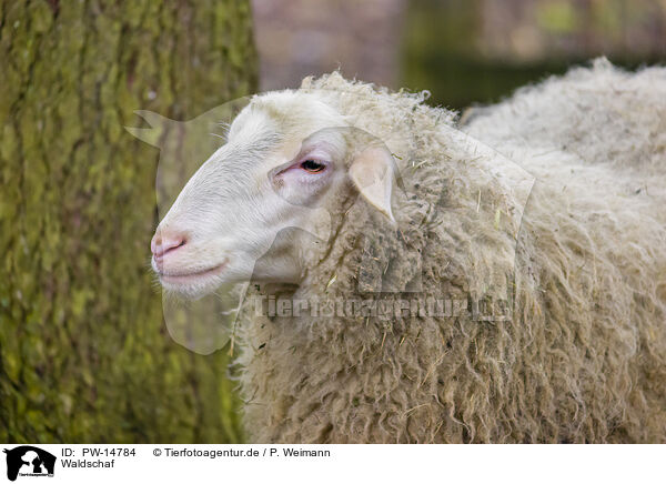 Waldschaf / forest sheep / PW-14784