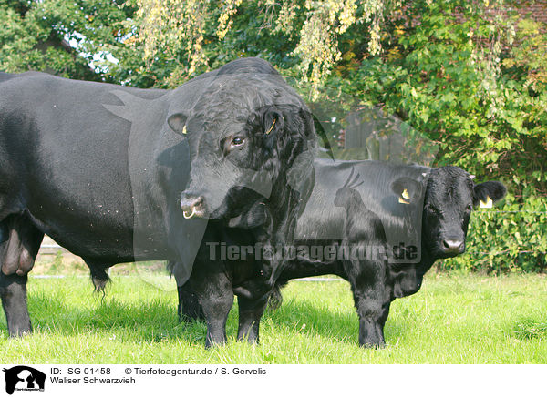 Waliser Schwarzvieh / Welsh Black / SG-01458