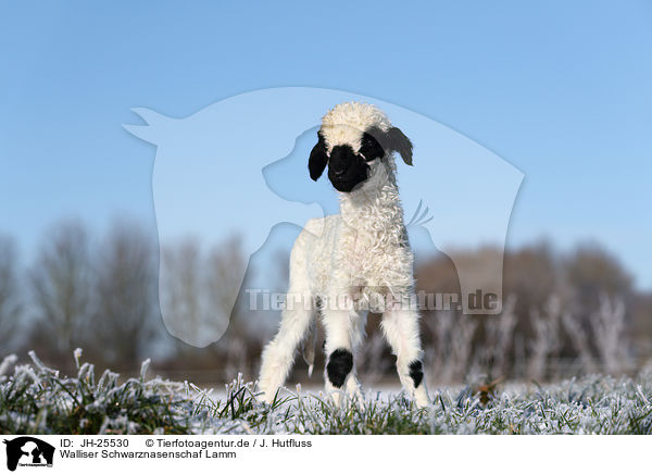 Walliser Schwarznasenschaf Lamm / Valais Blacknose lamb / JH-25530