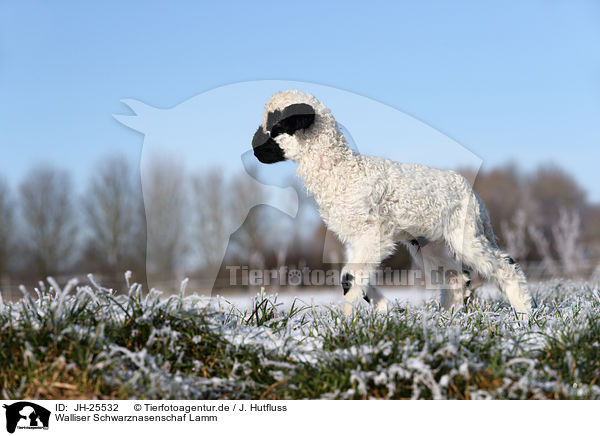 Walliser Schwarznasenschaf Lamm / Valais Blacknose lamb / JH-25532