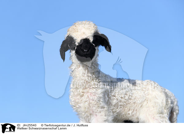 Walliser Schwarznasenschaf Lamm / Valais Blacknose lamb / JH-25540