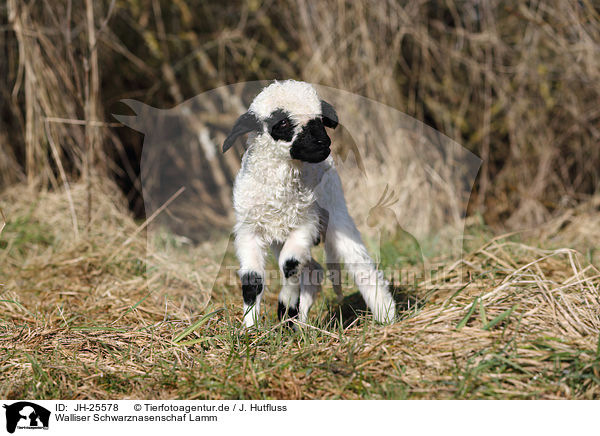 Walliser Schwarznasenschaf Lamm / JH-25578