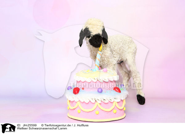 Walliser Schwarznasenschaf Lamm / Valais Blacknose lamb / JH-25599