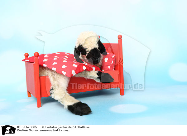 Walliser Schwarznasenschaf Lamm / Valais Blacknose lamb / JH-25605