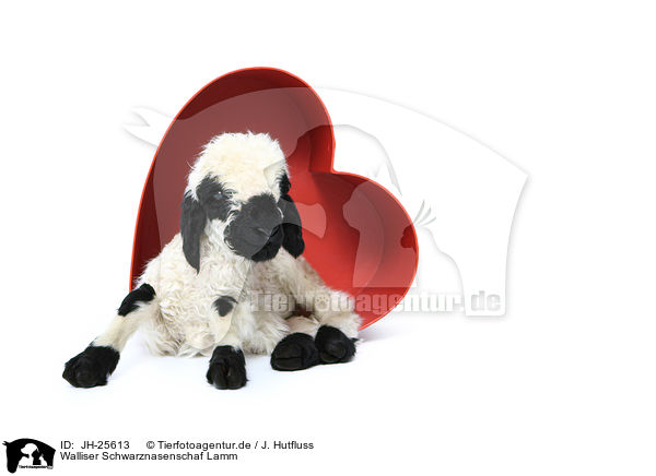 Walliser Schwarznasenschaf Lamm / Valais Blacknose lamb / JH-25613