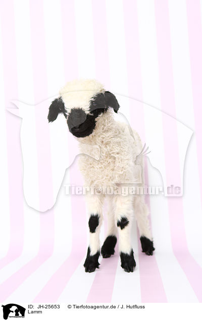 Lamm / lamb / JH-25653