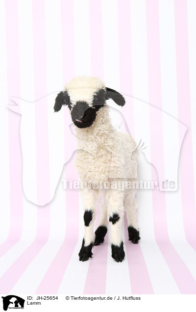 Lamm / lamb / JH-25654
