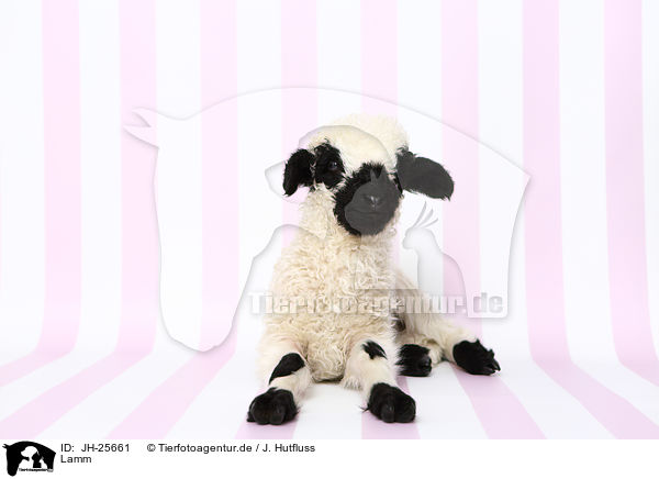 Lamm / lamb / JH-25661
