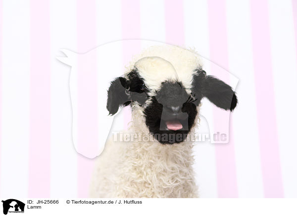 Lamm / lamb / JH-25666