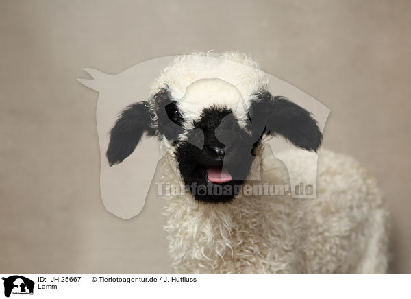 Lamm / lamb / JH-25667