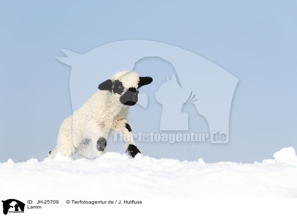 Lamm / lamb / JH-25709
