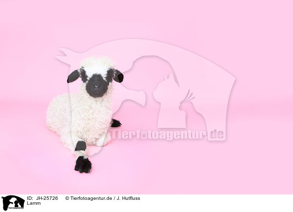 Lamm / lamb / JH-25726