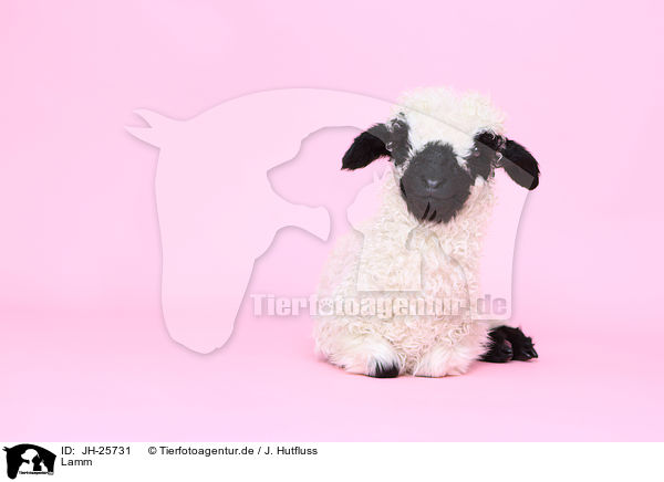 Lamm / lamb / JH-25731