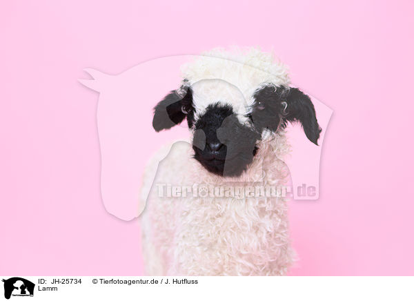 Lamm / lamb / JH-25734