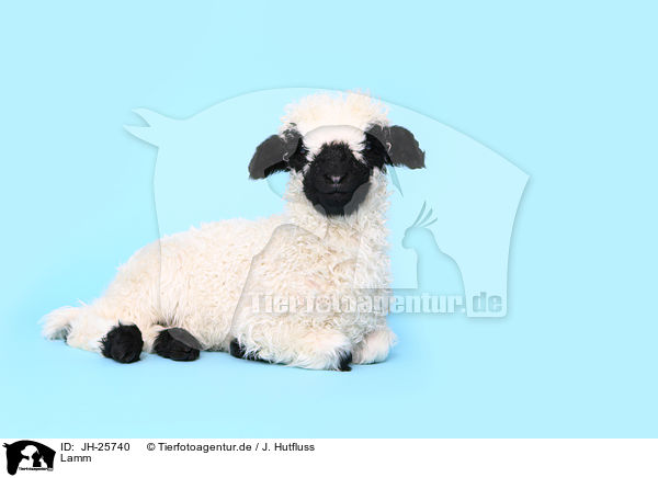 Lamm / lamb / JH-25740