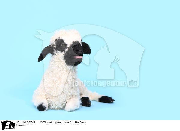 Lamm / lamb / JH-25748