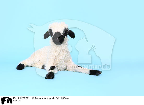 Lamm / lamb / JH-25757