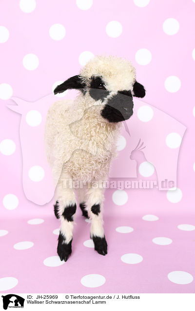 Walliser Schwarznasenschaf Lamm / Valais Blacknose lamb / JH-25969