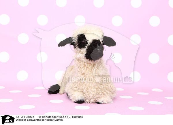Walliser Schwarznasenschaf Lamm / Valais Blacknose lamb / JH-25975