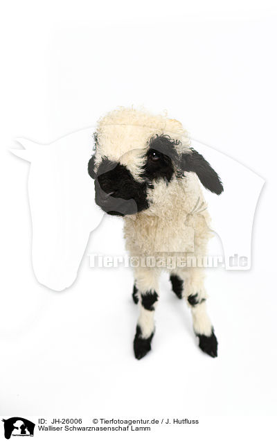 Walliser Schwarznasenschaf Lamm / Valais Blacknose lamb / JH-26006