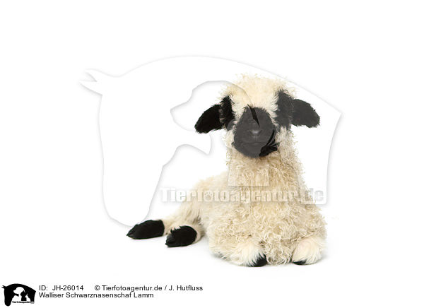 Walliser Schwarznasenschaf Lamm / Valais Blacknose lamb / JH-26014