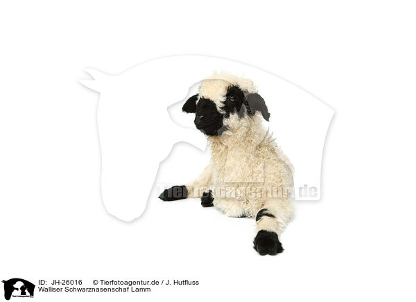 Walliser Schwarznasenschaf Lamm / Valais Blacknose lamb / JH-26016