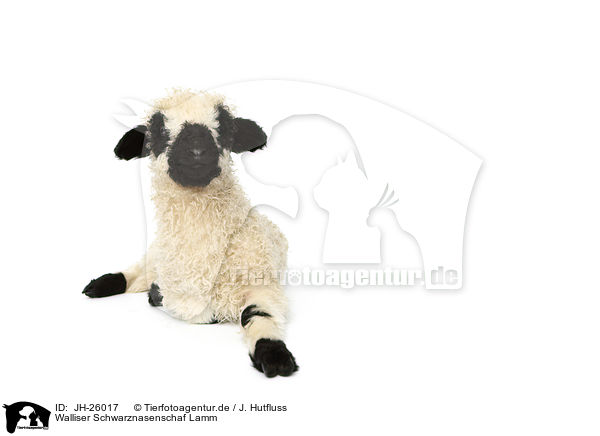 Walliser Schwarznasenschaf Lamm / Valais Blacknose lamb / JH-26017