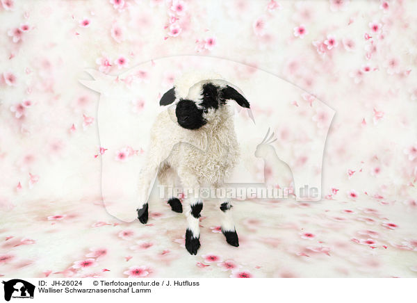 Walliser Schwarznasenschaf Lamm / Valais Blacknose lamb / JH-26024