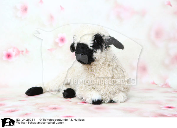 Walliser Schwarznasenschaf Lamm / Valais Blacknose lamb / JH-26031