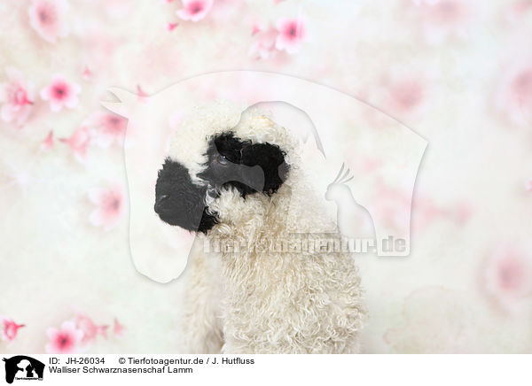 Walliser Schwarznasenschaf Lamm / Valais Blacknose lamb / JH-26034