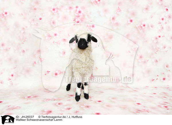 Walliser Schwarznasenschaf Lamm / Valais Blacknose lamb / JH-26037