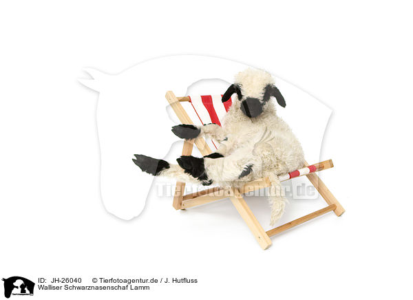 Walliser Schwarznasenschaf Lamm / Valais Blacknose lamb / JH-26040