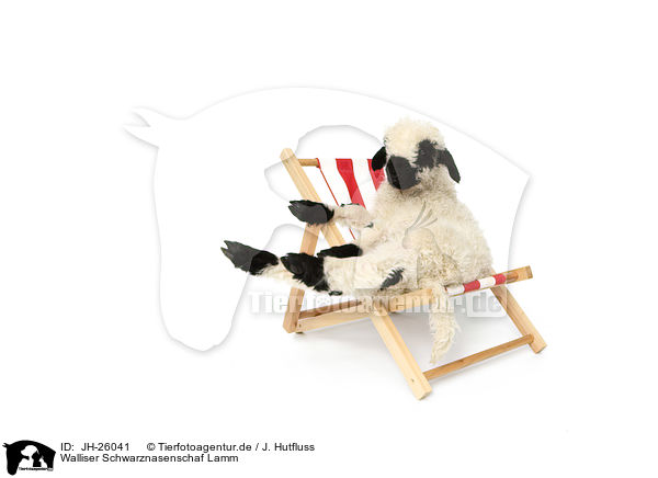 Walliser Schwarznasenschaf Lamm / Valais Blacknose lamb / JH-26041